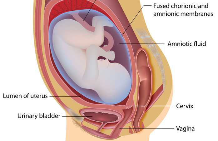 Che cosa avvia le contrazioni del parto? ✿
