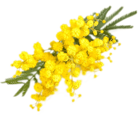 8 marzo 2022 – 31 anni di Mammole