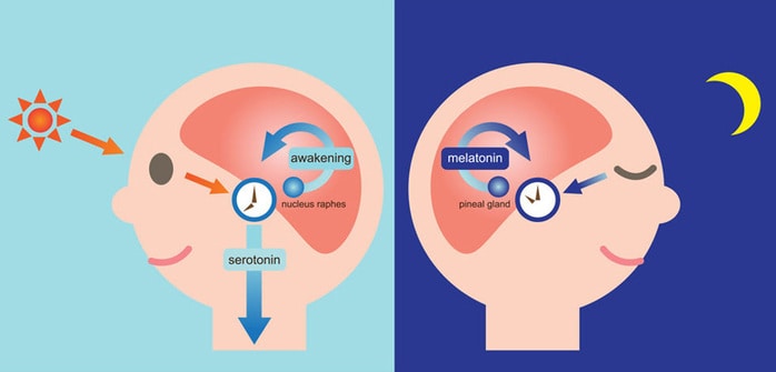 Orologio biologico e relazioni con il metabolismo?